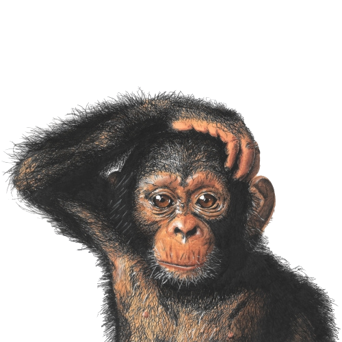 Goede Kant van het Spoor - Monday Chimpanzee